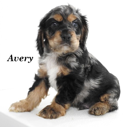 puppy, for, sale, Cocker Spaniel, Joe & Cherri  Overlease, dog, breeder, Miller, MO, dog-breeder, puppy-for-sale, forsale, nearby, find, puppyfind, locator, puppylocator, aca